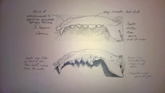 Sketch Coyote jaw